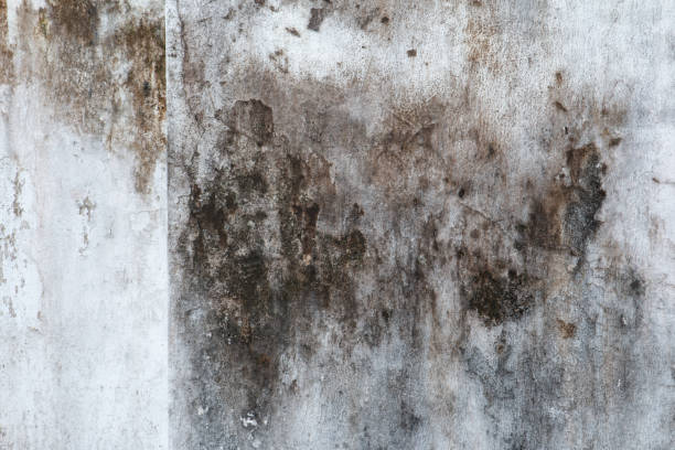 Mold Removal for HVAC Installations in Eagle Grove, IA