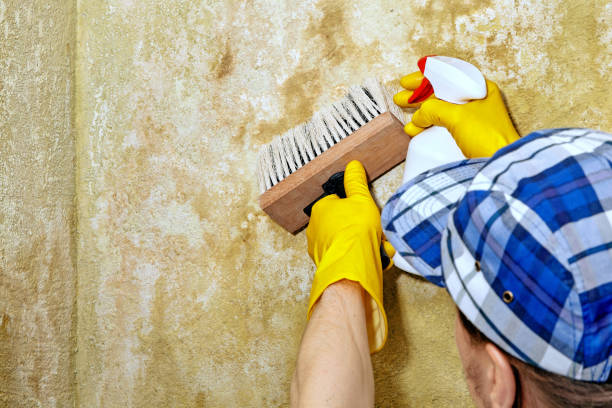 Best Mold Odor Removal Services  in Eagle Grove, IA