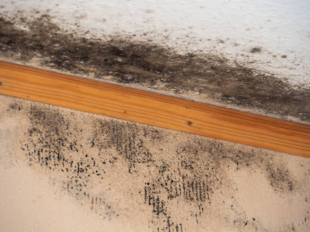 Dehumidification Services in Eagle Grove, IA