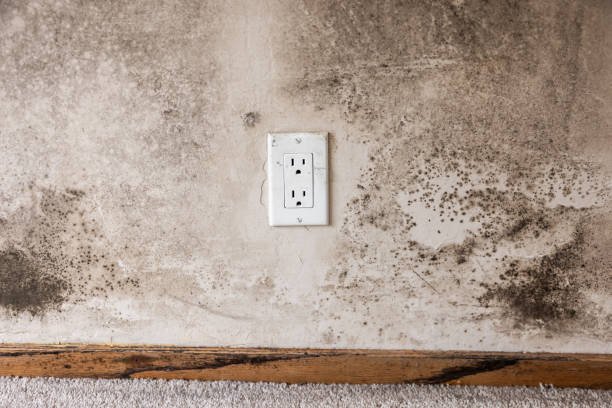 Best Emergency Mold Remediation  in Eagle Grove, IA