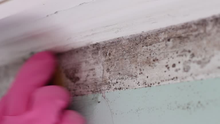 Best Mold Damage Restoration  in Eagle Grove, IA